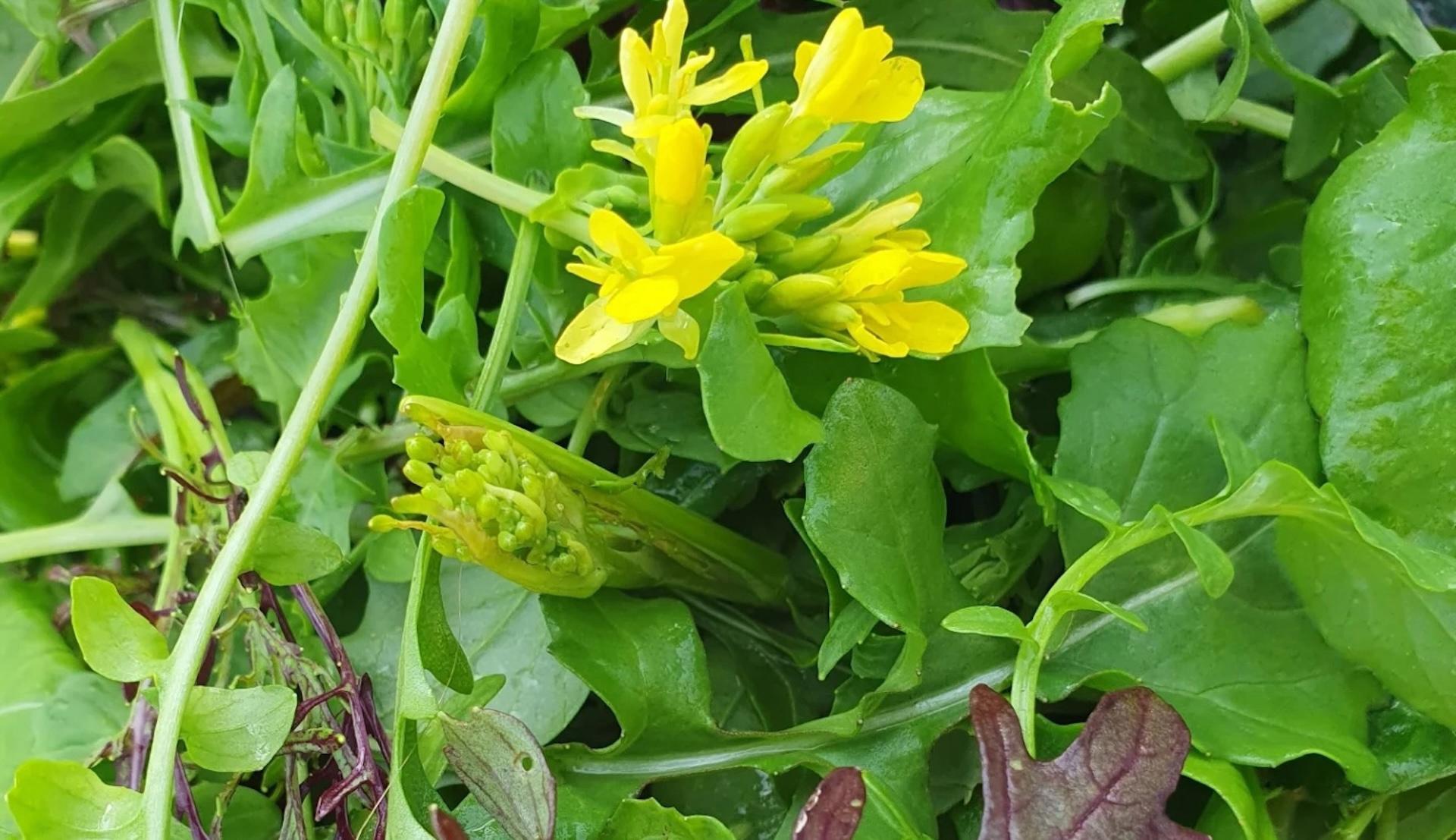 Seasonal Salads
